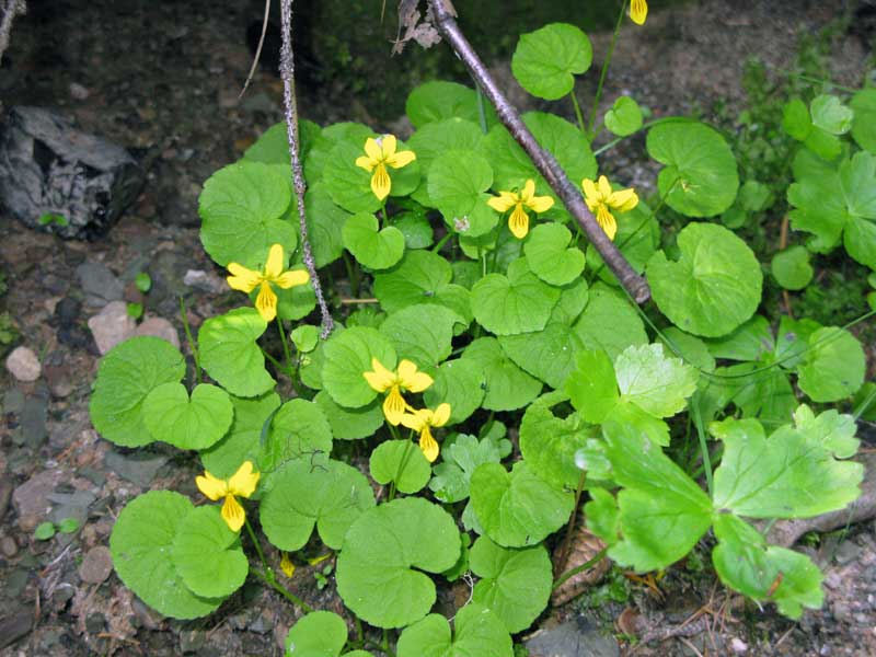 Image of Viola biflora specimen.