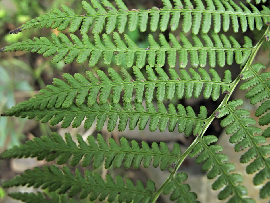 Изображение особи род Athyrium.