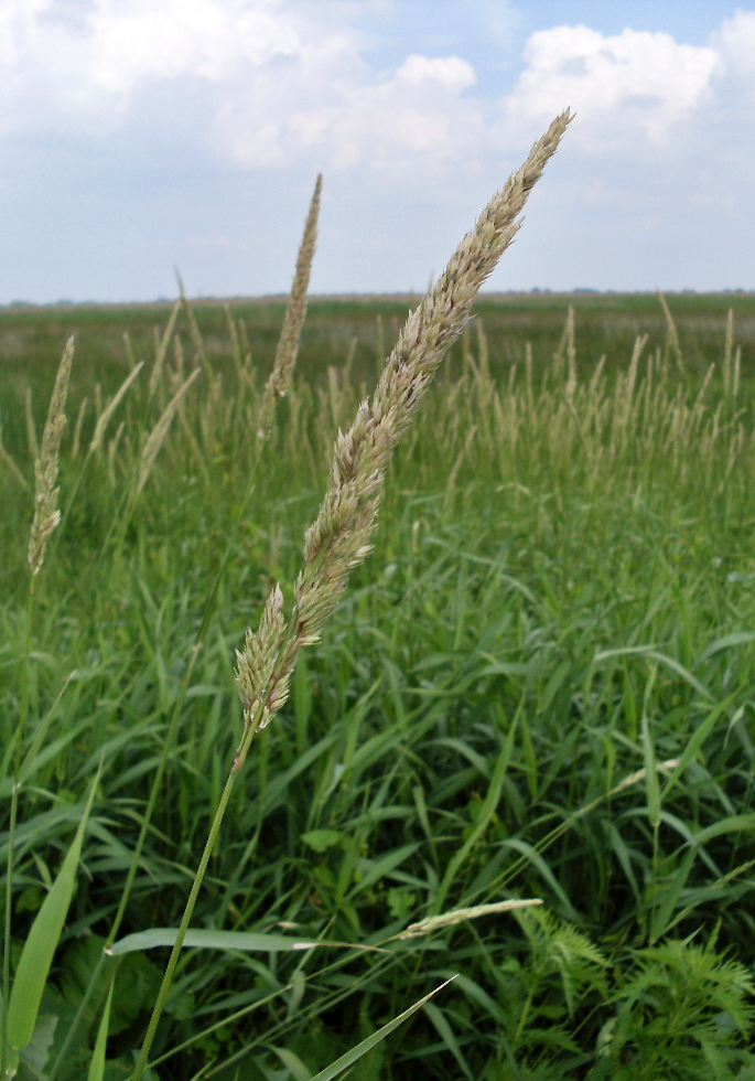 Изображение особи Phalaroides arundinacea.