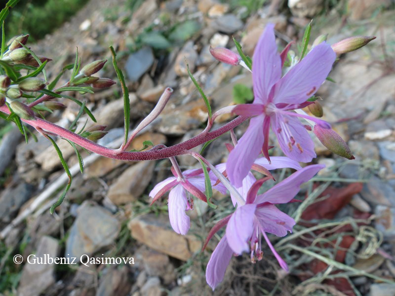 Изображение особи Chamaenerion colchicum.