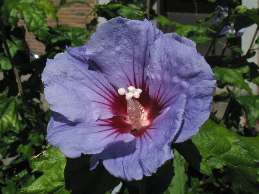 Image of Hibiscus syriacus specimen.