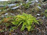 Novosieversia glacialis. Отплодоносившее растение на горном склоне. Полярный Урал, верховья р. Большой Ханмей. 10.08.2012.