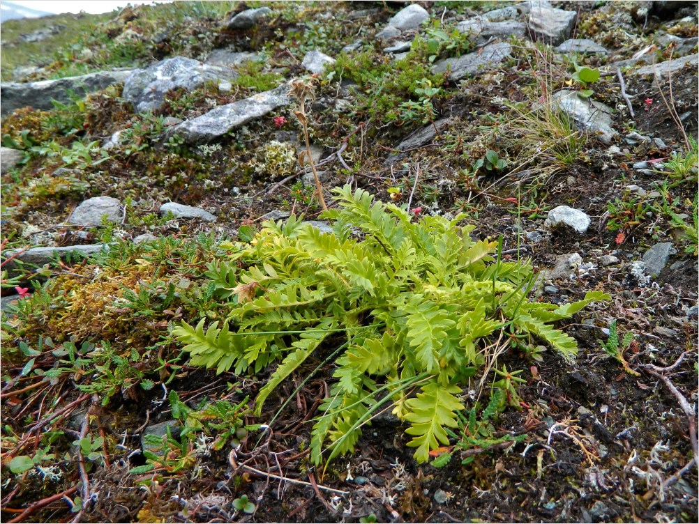 Изображение особи Novosieversia glacialis.