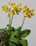 Primula veris. Цветущее растение. Германия, г. Кемпен, на балконе. 30.04.2013.