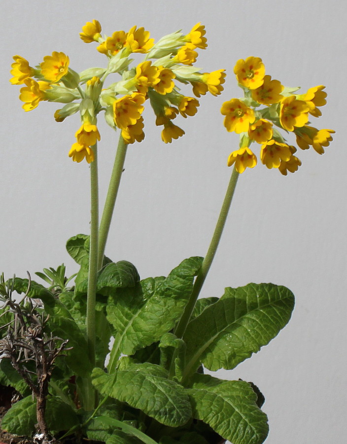 Image of Primula veris specimen.