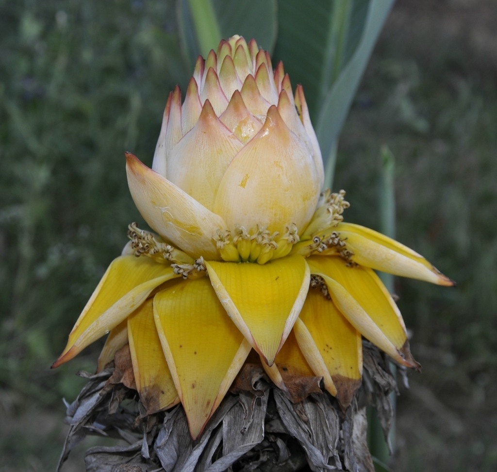 Image of Ensete lasiocarpum specimen.