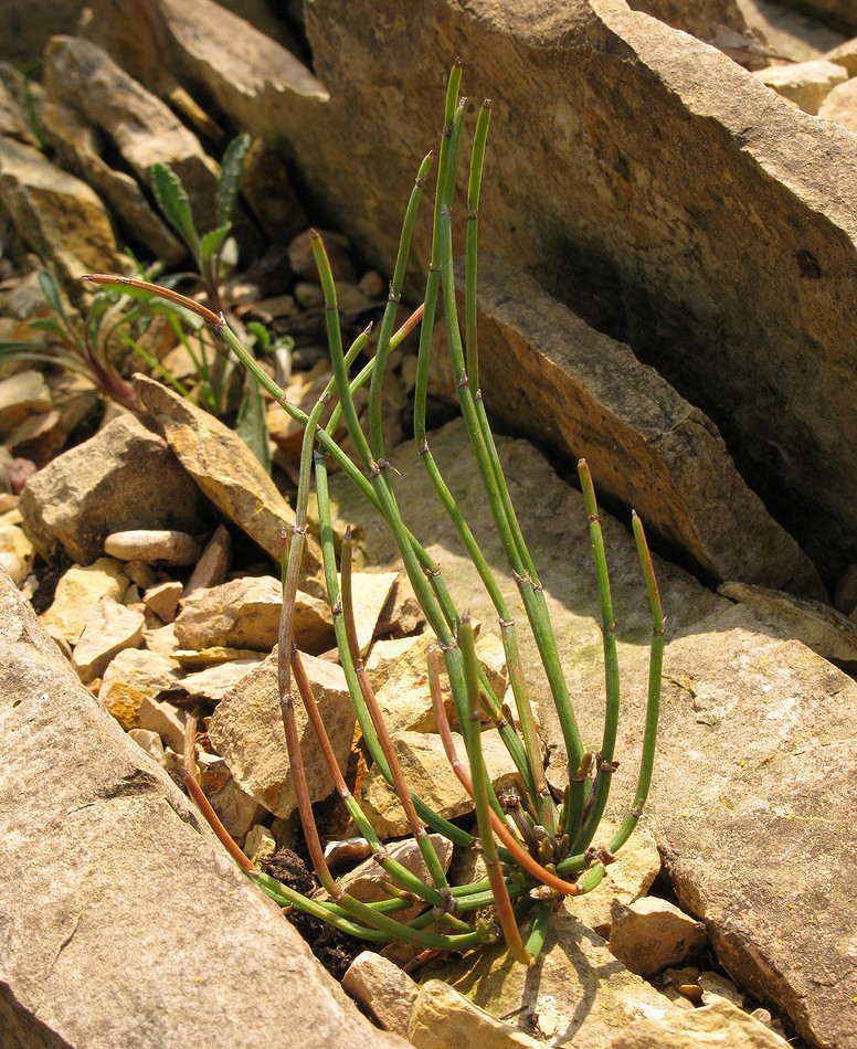 Изображение особи Ephedra fedtschenkoae.