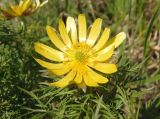 Adonis volgensis. Цветок. Украина, г. Запорожье, балка Партизанская. 19.04.2013.