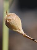 Camelina sylvestris