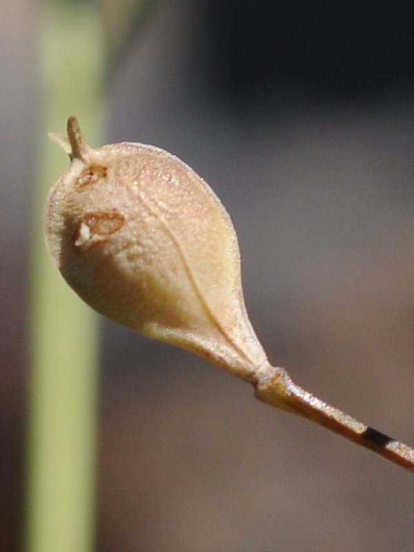 Image of Camelina sylvestris specimen.