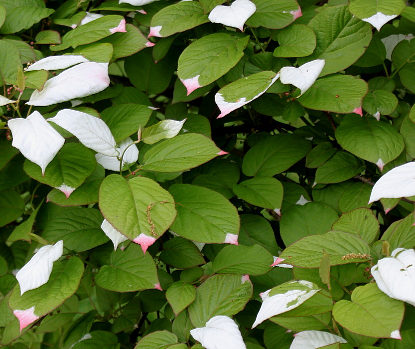 Изображение особи Actinidia kolomikta.