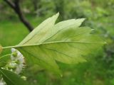 Crataegus almaatensis