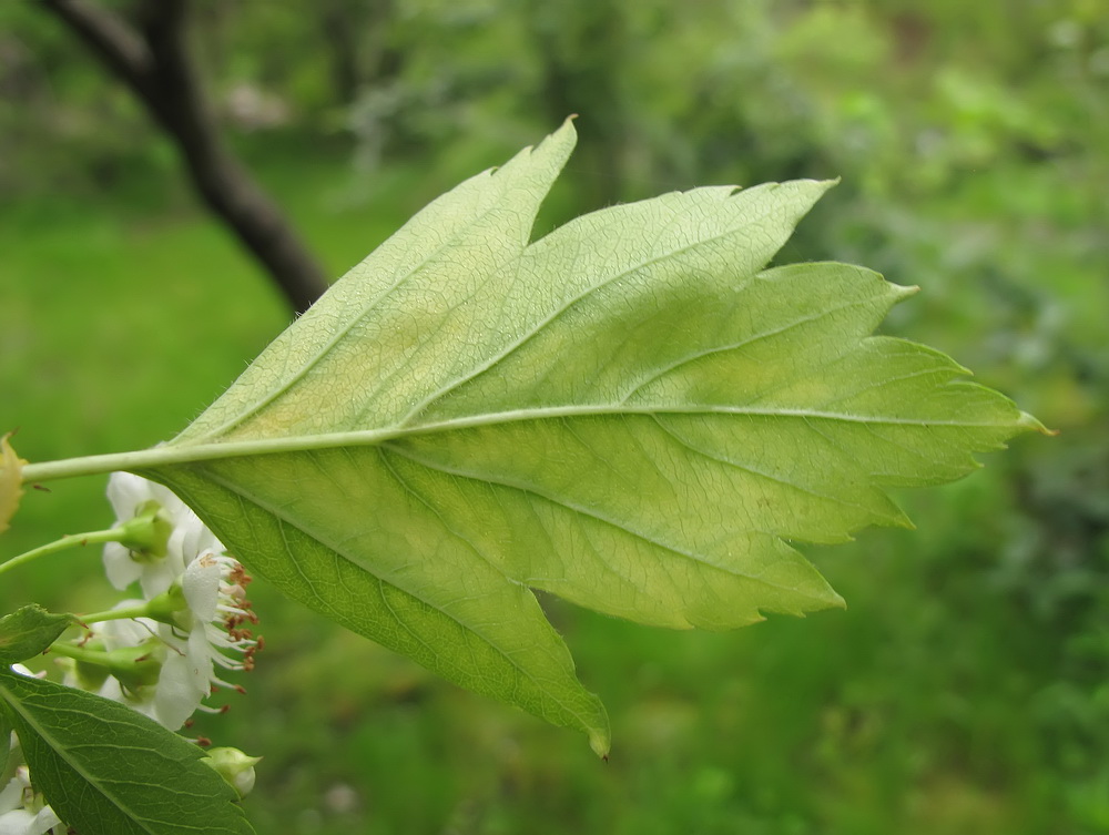 Image of Crataegus almaatensis specimen.