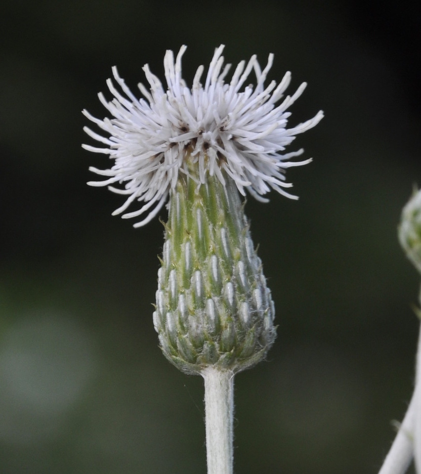 Изображение особи Cirsium arvense.