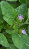 Arctium minus