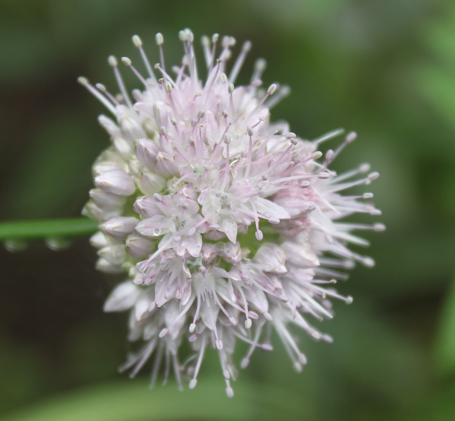 Image of Allium splendens specimen.