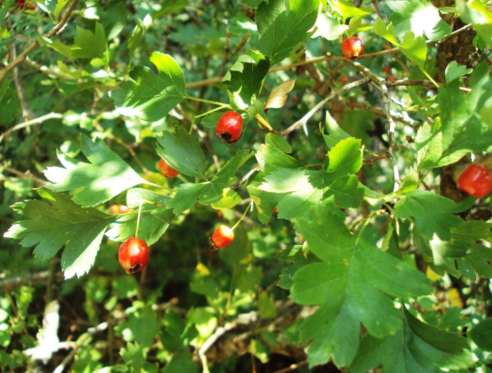 Изображение особи Crataegus monogyna.