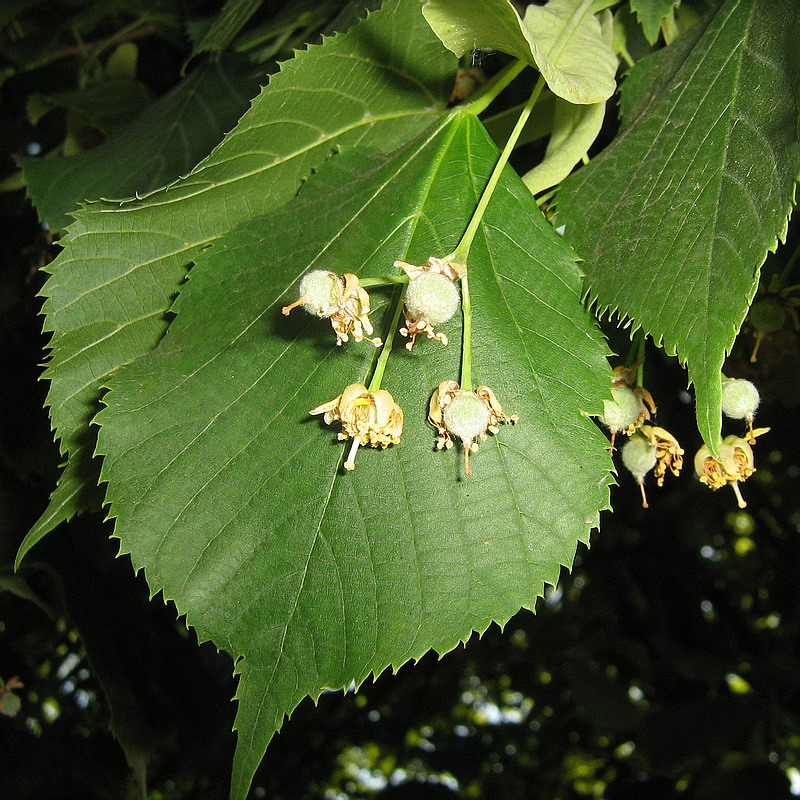 Изображение особи Tilia platyphyllos.