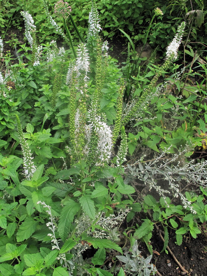 Image of Veronica daurica specimen.