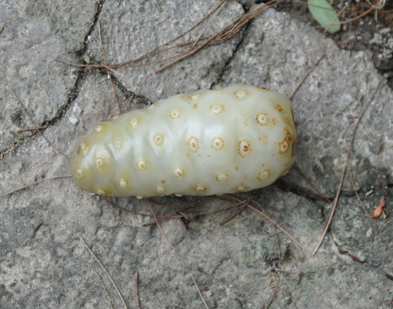 Image of Morinda citrifolia specimen.