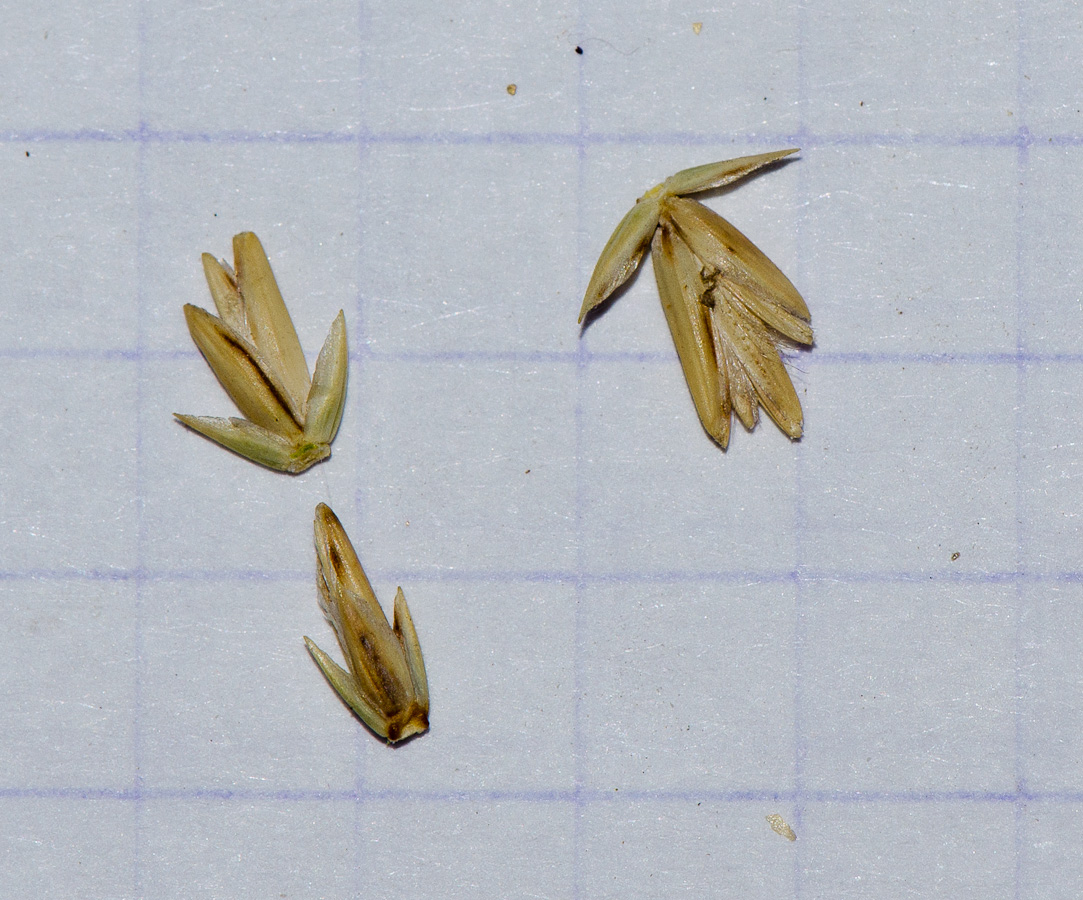 Image of Agropyron dasyanthum specimen.