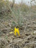 Sternbergia colchiciflora