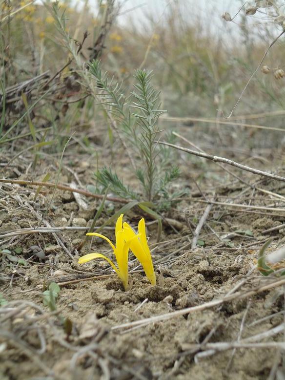 Изображение особи Sternbergia colchiciflora.