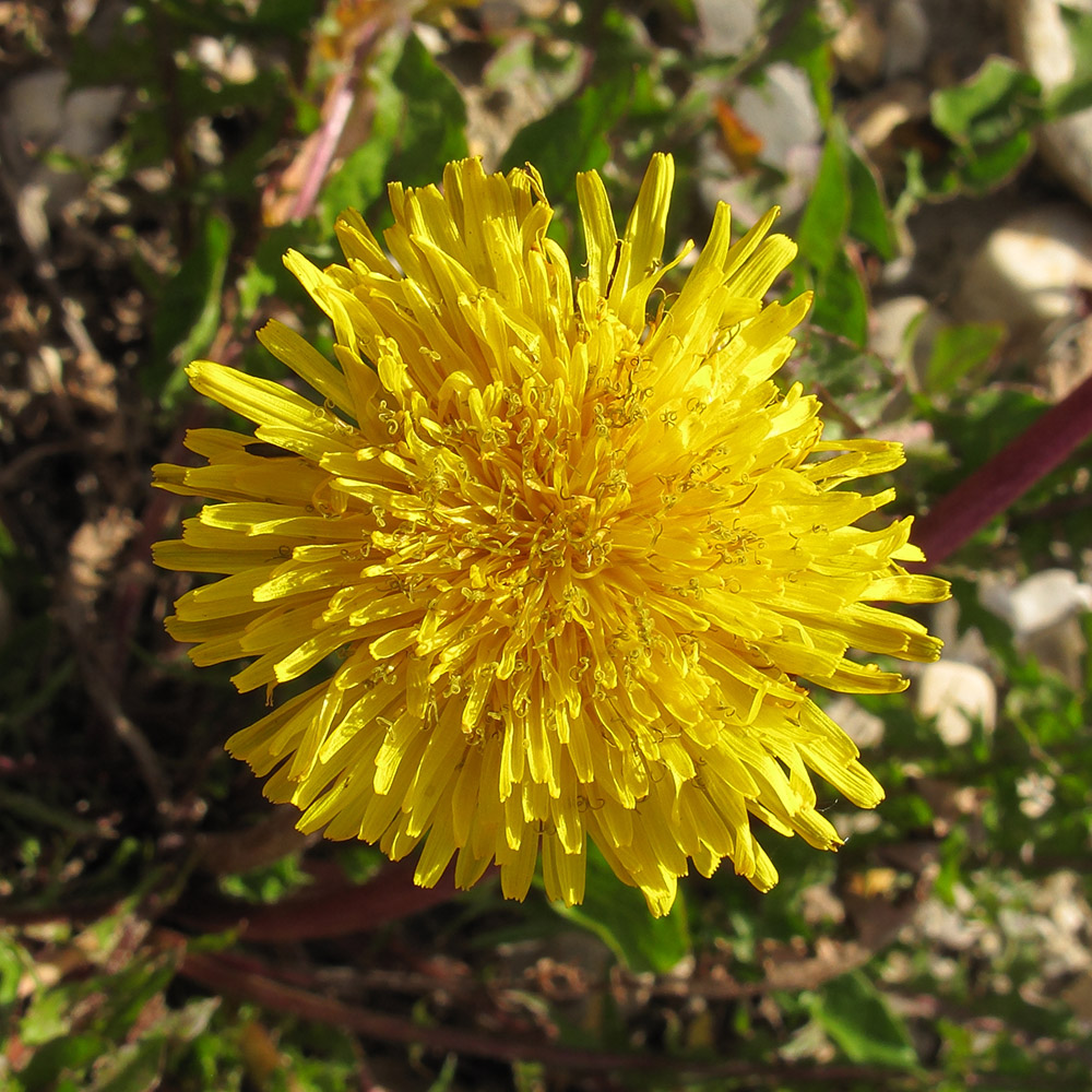 Изображение особи род Taraxacum.