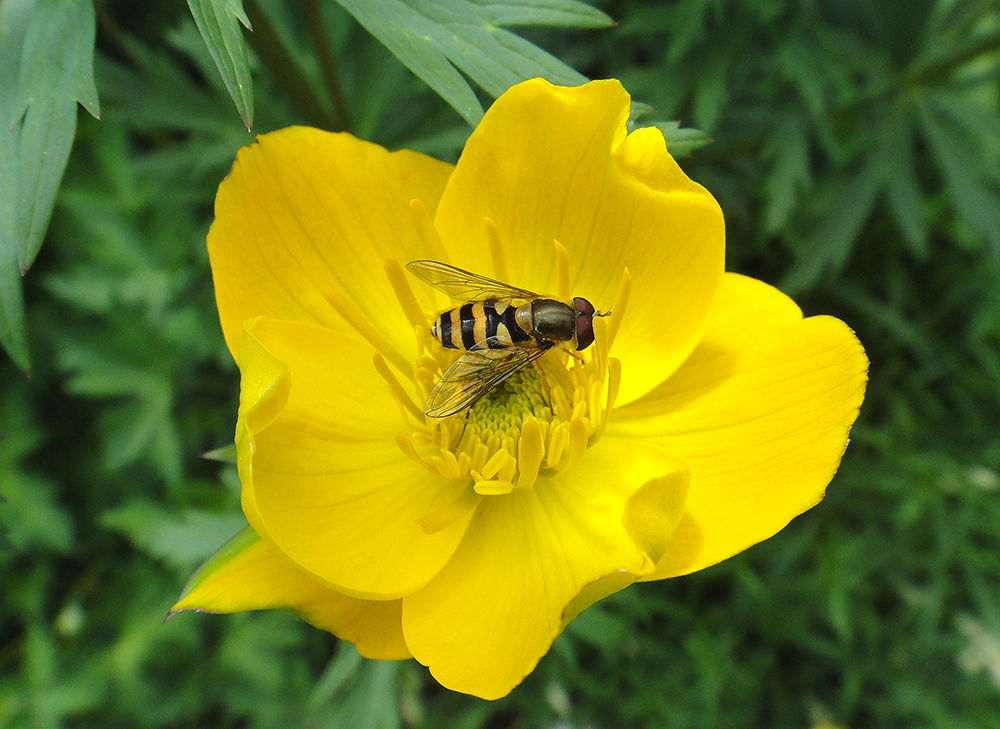 Изображение особи Trollius vicarius.