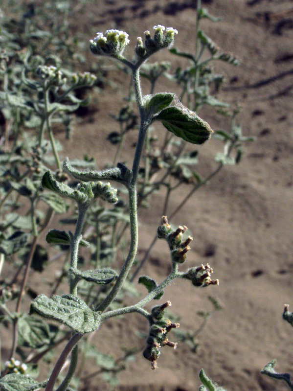 Image of Heliotropium arguzioides specimen.