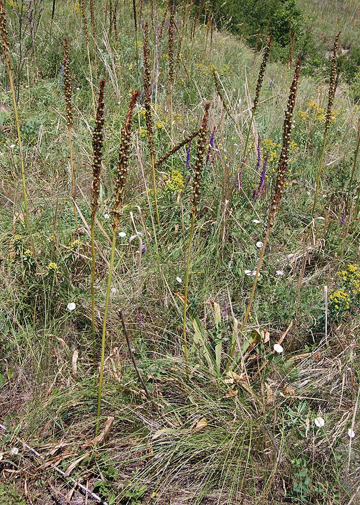 Изображение особи Eremurus spectabilis.