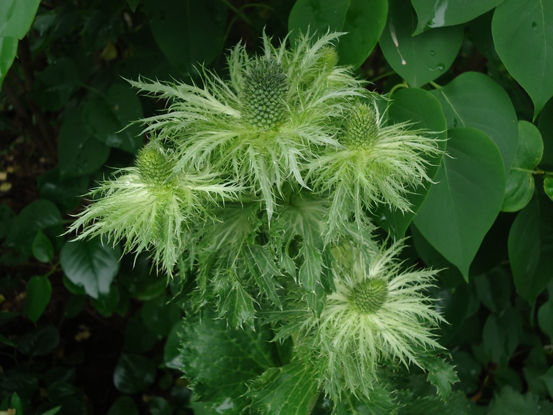 Изображение особи Eryngium alpinum.