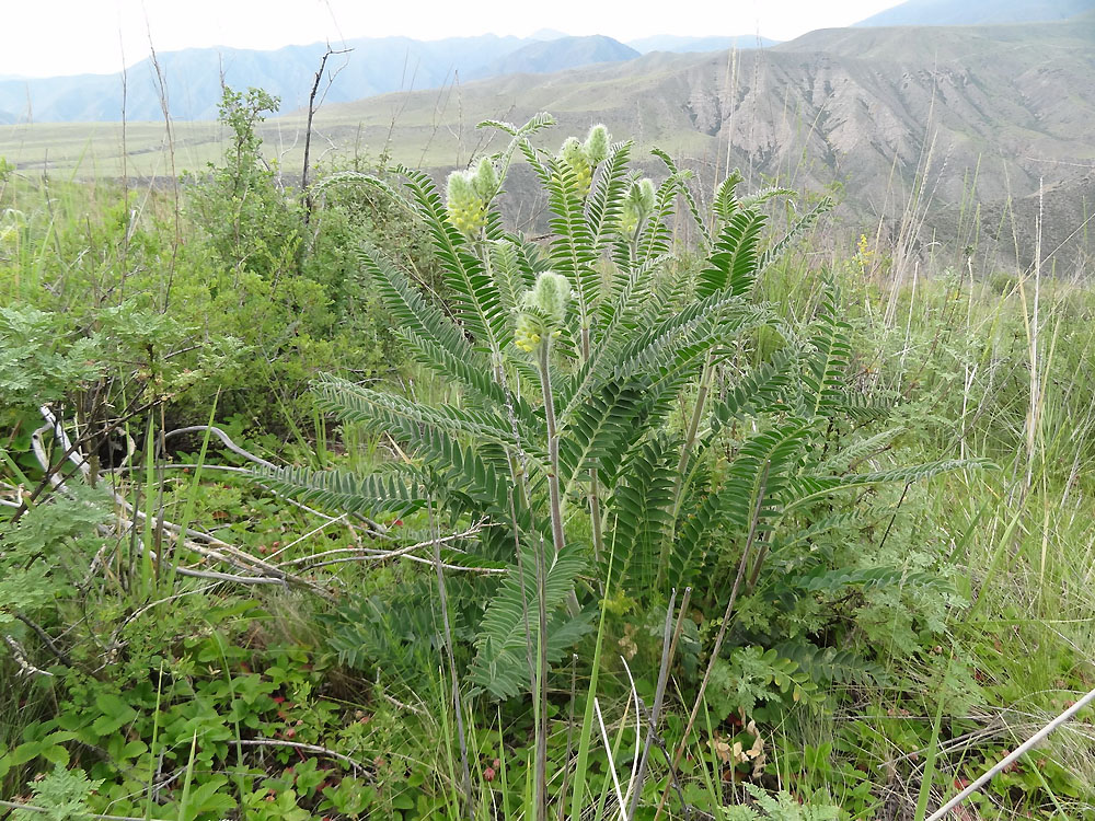 Image of Astragalus alopecurus specimen.