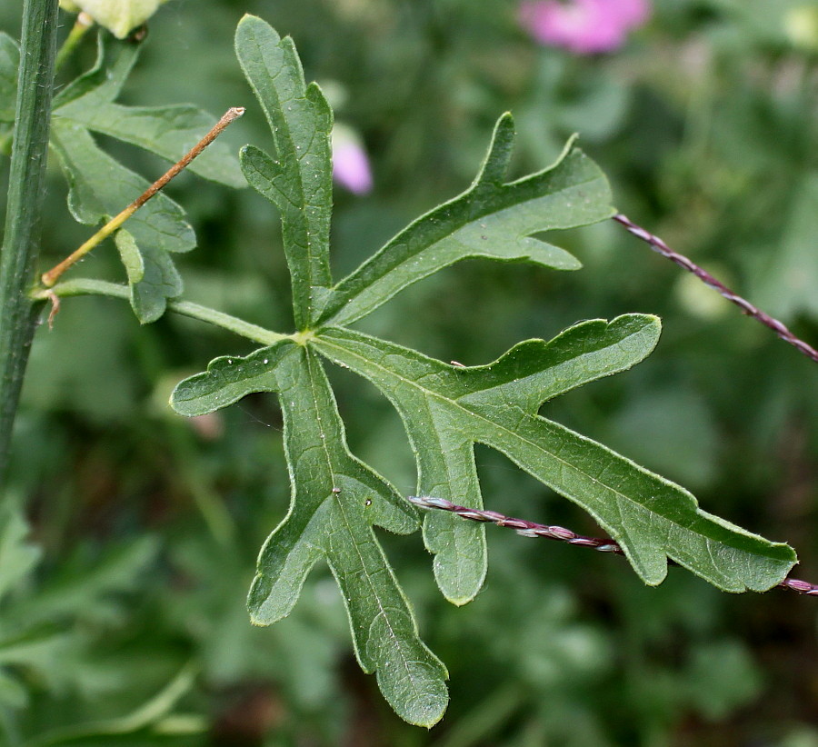 Image of Malva alcea specimen.