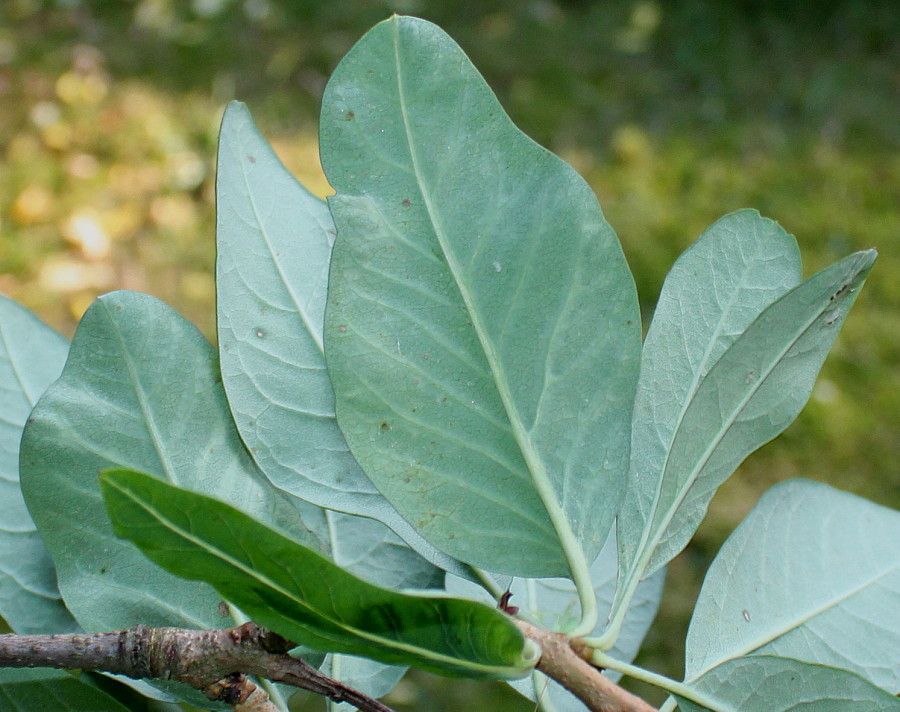 Изображение особи Exochorda racemosa.