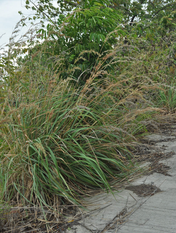 Image of Cymbopogon nardus specimen.