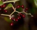 Smilax aspera