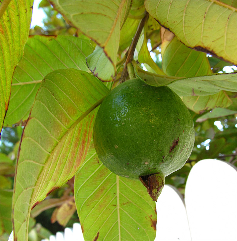 Image of Psidium guajava specimen.