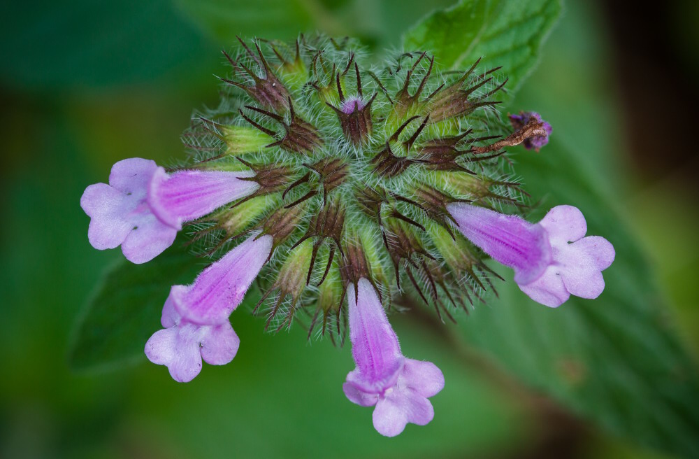 Изображение особи Clinopodium vulgare.