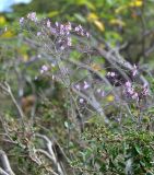 Commicarpus heimerlii. Верхушка цветущего растения. Сокотра, плато Моми, окр. пещеры Хок. 02.01.2014.