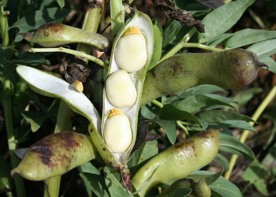 Image of Vicia faba specimen.