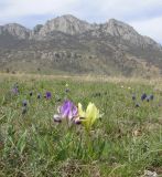 Iris pumila