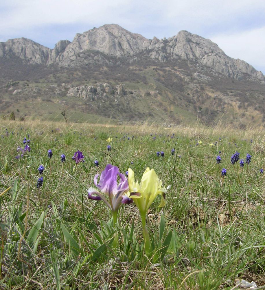 Image of Iris pumila specimen.