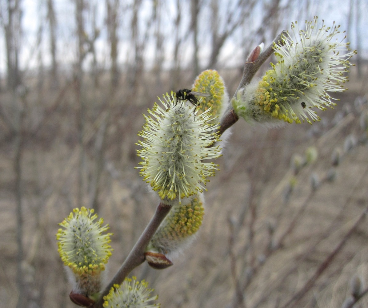 Image of genus Salix specimen.