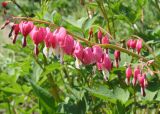 Dicentra spectabilis