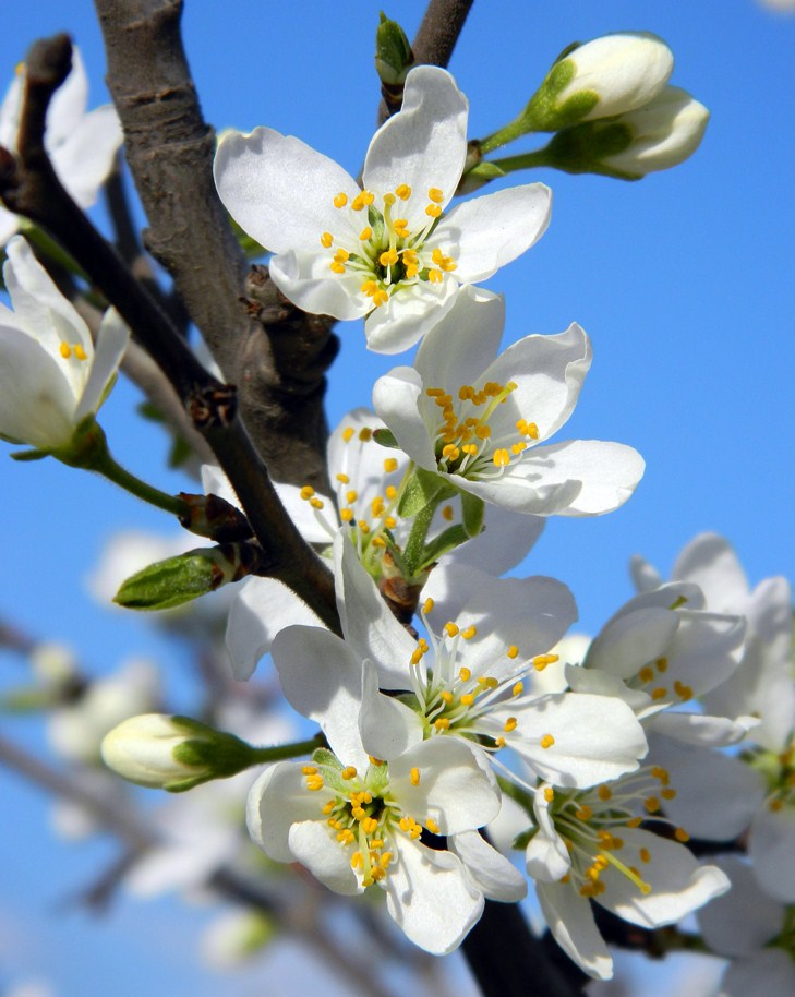 Изображение особи Prunus domestica.