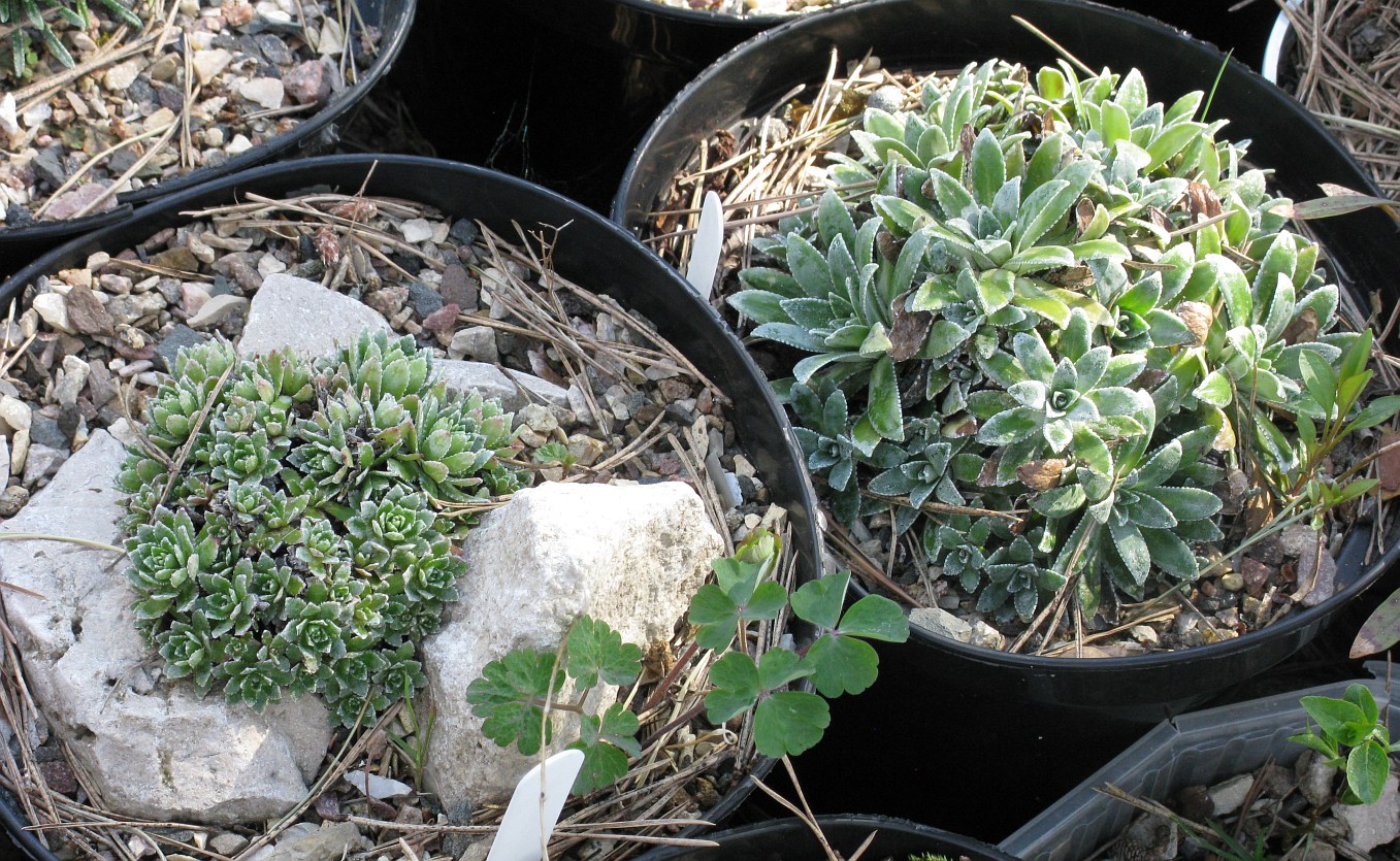 Image of Saxifraga cartilaginea specimen.