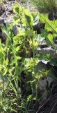 Aristolochia clematitis