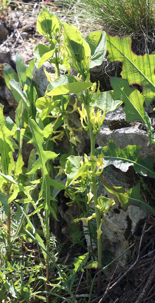 Image of Aristolochia clematitis specimen.