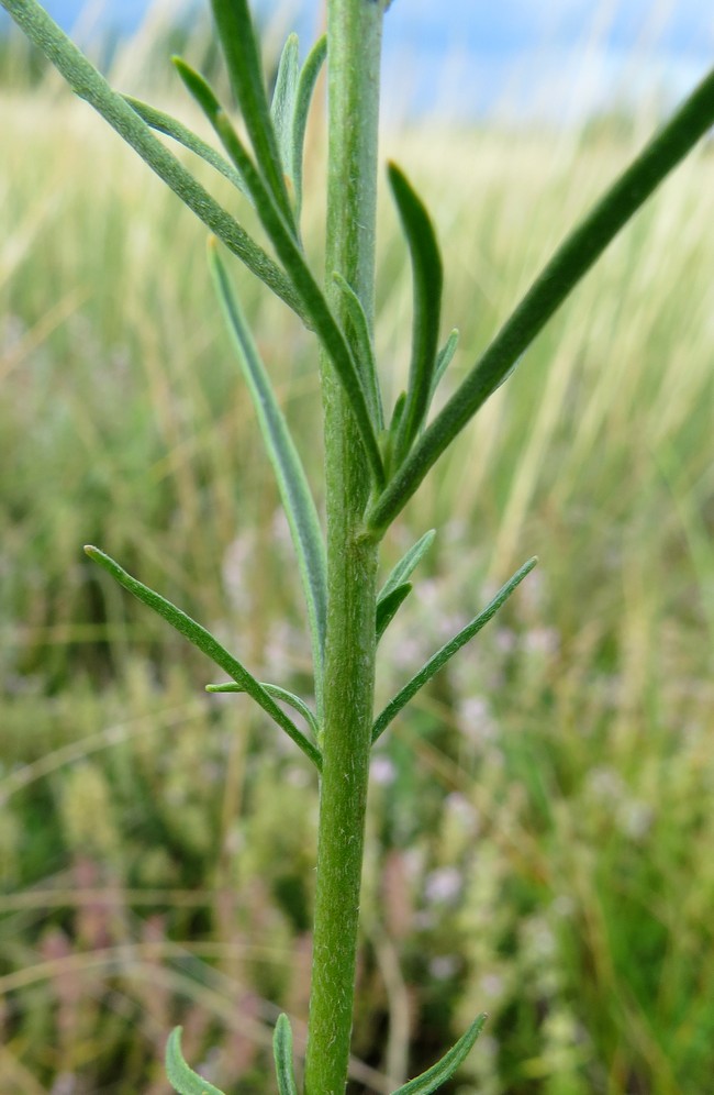 Image of Syrenia cana specimen.